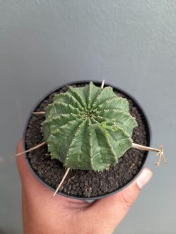 Euphorbia Valida, real gallery image #5 plants. Picture taken directly from kaktus.id community Euphorbia farmer green houses.