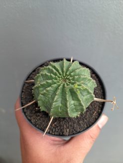Euphorbia Valida, real gallery image #6 plants. Picture taken directly from kaktus.id community Euphorbia farmer green houses.