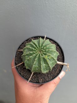 Euphorbia Valida, real gallery image #7 plants. Picture taken directly from kaktus.id community Euphorbia farmer green houses.