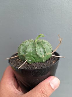 Euphorbia Valida, real gallery image #8 plants. Picture taken directly from kaktus.id community Euphorbia farmer green houses.