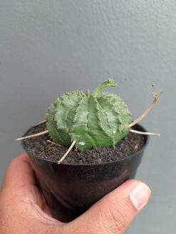 Euphorbia Valida, real gallery image #9 plants. Picture taken directly from kaktus.id community Euphorbia farmer green houses.