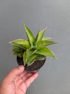 Sansevieria Sri Rama, real gallery image #2 plants. Picture taken directly from kaktus.id community Sansevieria farmer green houses.