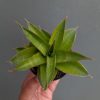 Sansevieria Sri Rama, real feature image plant. Picture taken directly from kaktus.id community Sansevieria farmer green houses.