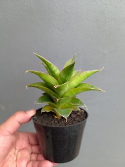 Sansevieria Sri Rama, real gallery image #11 plants. Picture taken directly from kaktus.id community Sansevieria farmer green houses.