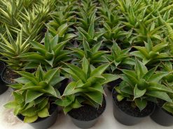 Sansevieria Sri Rama, real gallery image #1 plants. Picture taken directly from kaktus.id community Sansevieria farmer green houses.