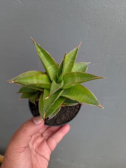 Sansevieria Sri Rama, real gallery image #3 plants. Picture taken directly from kaktus.id community Sansevieria farmer green houses.