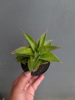 Sansevieria Sri Rama, real gallery image #4 plants. Picture taken directly from kaktus.id community Sansevieria farmer green houses.