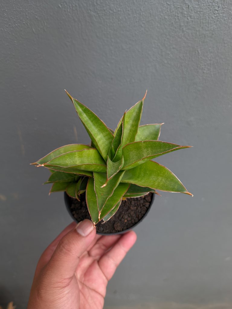 kaktus.id