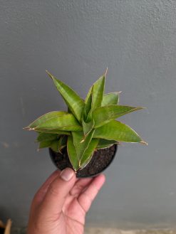 Sansevieria Sri Rama, real gallery image #5 plants. Picture taken directly from kaktus.id community Sansevieria farmer green houses.