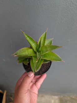 Sansevieria Sri Rama, real gallery image #6 plants. Picture taken directly from kaktus.id community Sansevieria farmer green houses.