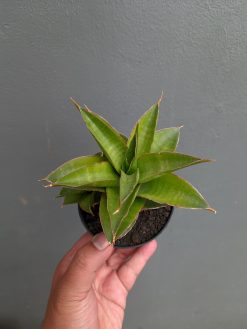 Sansevieria Sri Rama, real gallery image #7 plants. Picture taken directly from kaktus.id community Sansevieria farmer green houses.