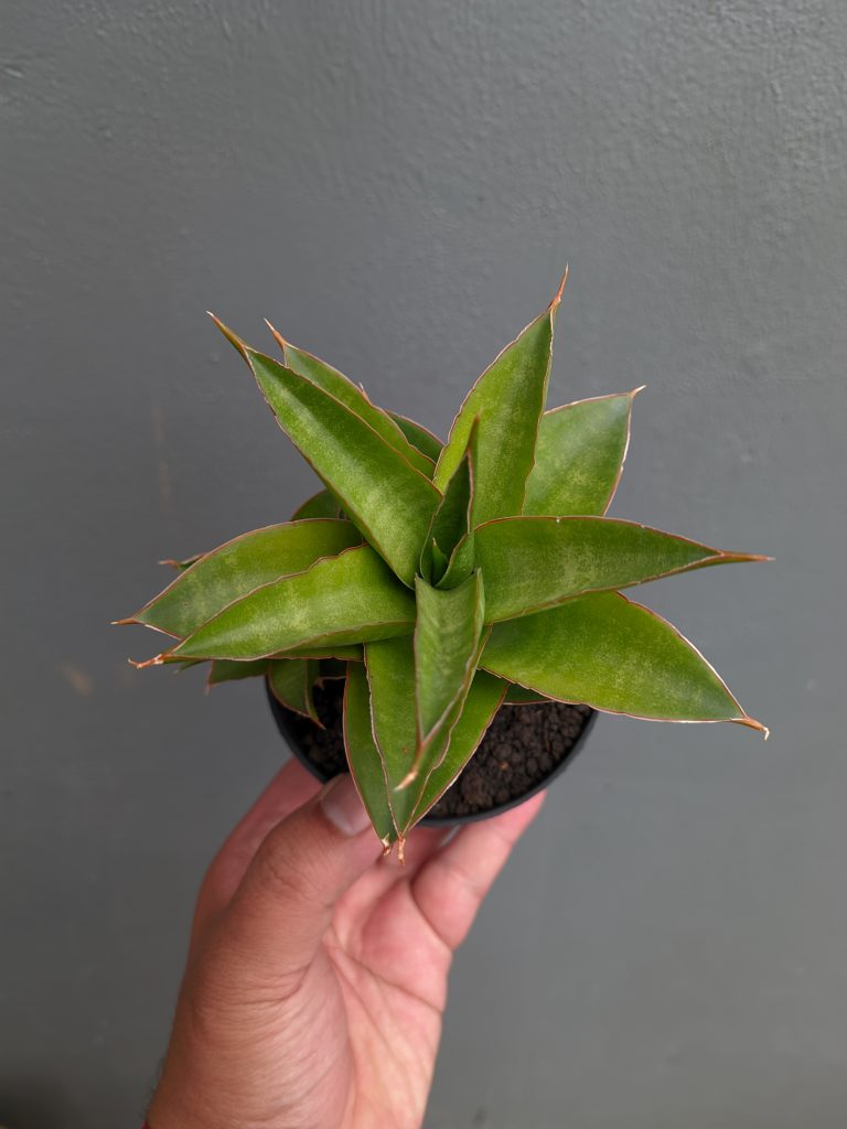 kaktus.id