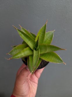 Sansevieria Sri Rama, real gallery image #9 plants. Picture taken directly from kaktus.id community Sansevieria farmer green houses.