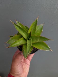 Sansevieria Sri Rama, real gallery image #10 plants. Picture taken directly from kaktus.id community Sansevieria farmer green houses.