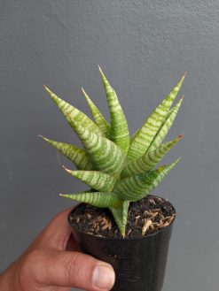 Sansevieria Wali, real gallery image #3 plants. Picture taken directly from kaktus.id community Sansevieria farmer green houses.