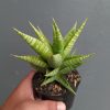 Sansevieria Wali, real feature image plant. Picture taken directly from kaktus.id community Sansevieria farmer green houses.
