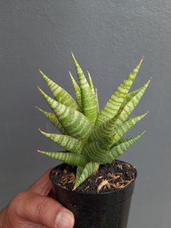 Sansevieria Wali, real gallery image #2 plants. Picture taken directly from kaktus.id community Sansevieria farmer green houses.