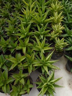 Sansevieria Wali, real gallery image #1 plants. Picture taken directly from kaktus.id community Sansevieria farmer green houses.