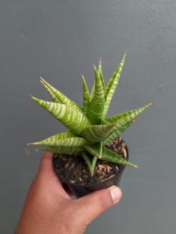 Sansevieria Wali, real gallery image #11 plants. Picture taken directly from kaktus.id community Sansevieria farmer green houses.