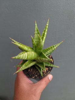 Sansevieria Wali, real gallery image #10 plants. Picture taken directly from kaktus.id community Sansevieria farmer green houses.