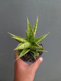 Sansevieria Wali, real gallery image #9 plants. Picture taken directly from kaktus.id community Sansevieria farmer green houses.