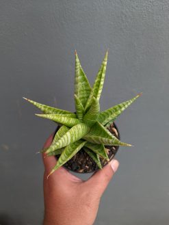 Sansevieria Wali, real gallery image #8 plants. Picture taken directly from kaktus.id community Sansevieria farmer green houses.