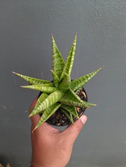 Sansevieria Wali, real gallery image #7 plants. Picture taken directly from kaktus.id community Sansevieria farmer green houses.