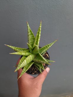 Sansevieria Wali, real gallery image #6 plants. Picture taken directly from kaktus.id community Sansevieria farmer green houses.