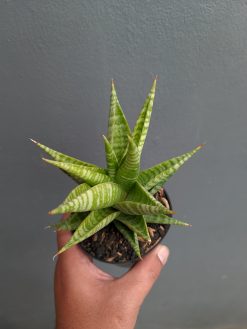 Sansevieria Wali, real gallery image #5 plants. Picture taken directly from kaktus.id community Sansevieria farmer green houses.