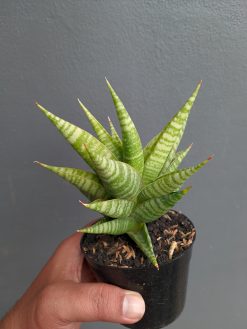 Sansevieria Wali, real gallery image #4 plants. Picture taken directly from kaktus.id community Sansevieria farmer green houses.