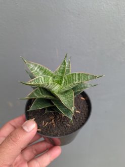 Sansevieria Nanggala, real gallery image #2 plants. Picture taken directly from kaktus.id community Sansevieria farmer green houses.