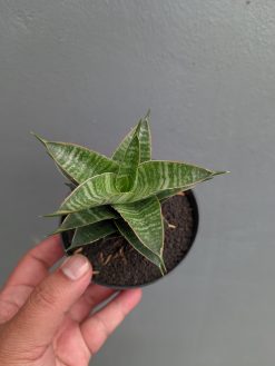 Sansevieria Nanggala, real gallery image #3 plants. Picture taken directly from kaktus.id community Sansevieria farmer green houses.