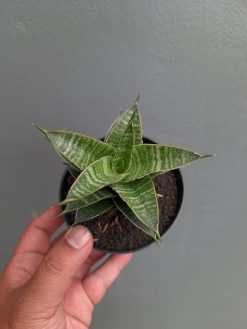Sansevieria Nanggala, real gallery image #4 plants. Picture taken directly from kaktus.id community Sansevieria farmer green houses.