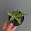 Sansevieria Nanggala, real feature image plant. Picture taken directly from kaktus.id community Sansevieria farmer green houses.