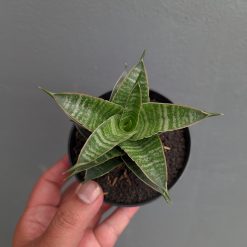 Sansevieria Nanggala, real feature image plant. Picture taken directly from kaktus.id community Sansevieria farmer green houses.