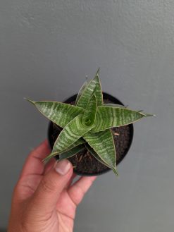 Sansevieria Nanggala, real gallery image #5 plants. Picture taken directly from kaktus.id community Sansevieria farmer green houses.
