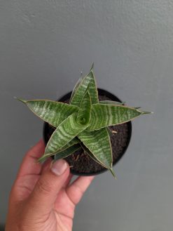 Sansevieria Nanggala, real gallery image #6 plants. Picture taken directly from kaktus.id community Sansevieria farmer green houses.