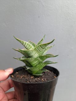 Sansevieria Nanggala, real gallery image #7 plants. Picture taken directly from kaktus.id community Sansevieria farmer green houses.