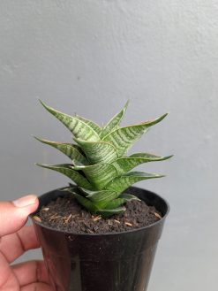 Sansevieria Nanggala, real gallery image #8 plants. Picture taken directly from kaktus.id community Sansevieria farmer green houses.