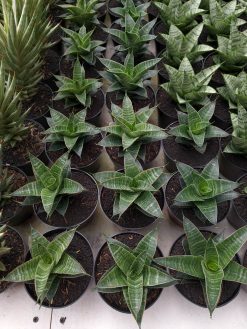Sansevieria Nanggala, real gallery image #1 plants. Picture taken directly from kaktus.id community Sansevieria farmer green houses.