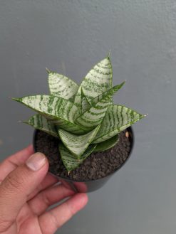 Sansevieria Sri Huning, real gallery image #13 plants. Picture taken directly from kaktus.id community Sansevieria farmer green houses.