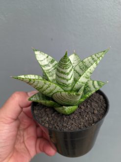 Sansevieria Sri Huning, real gallery image #5 plants. Picture taken directly from kaktus.id community Sansevieria farmer green houses.