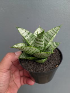 Sansevieria Sri Huning, real gallery image #4 plants. Picture taken directly from kaktus.id community Sansevieria farmer green houses.