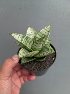 Sansevieria Sri Huning, real gallery image #3 plants. Picture taken directly from kaktus.id community Sansevieria farmer green houses.