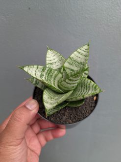 Sansevieria Sri Huning, real gallery image #2 plants. Picture taken directly from kaktus.id community Sansevieria farmer green houses.