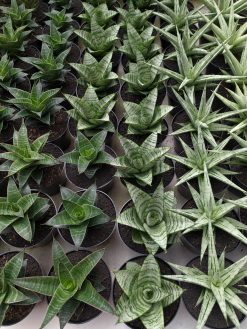 Sansevieria Sri Huning, real gallery image #1 plants. Picture taken directly from kaktus.id community Sansevieria farmer green houses.