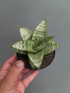 Sansevieria Sri Huning, real gallery image #12 plants. Picture taken directly from kaktus.id community Sansevieria farmer green houses.