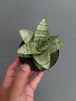 Sansevieria Sri Huning, real gallery image #11 plants. Picture taken directly from kaktus.id community Sansevieria farmer green houses.