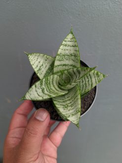 Sansevieria Sri Huning, real gallery image #10 plants. Picture taken directly from kaktus.id community Sansevieria farmer green houses.