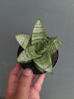 Sansevieria Sri Huning, real gallery image #9 plants. Picture taken directly from kaktus.id community Sansevieria farmer green houses.